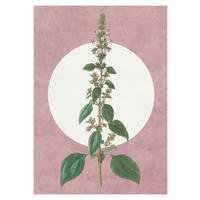 Komar Poster Menthe en Croissance Pflanzen B/L: ca. 30x40 cm Menthe en Croissance - (30,00/40,00cm) - Komar