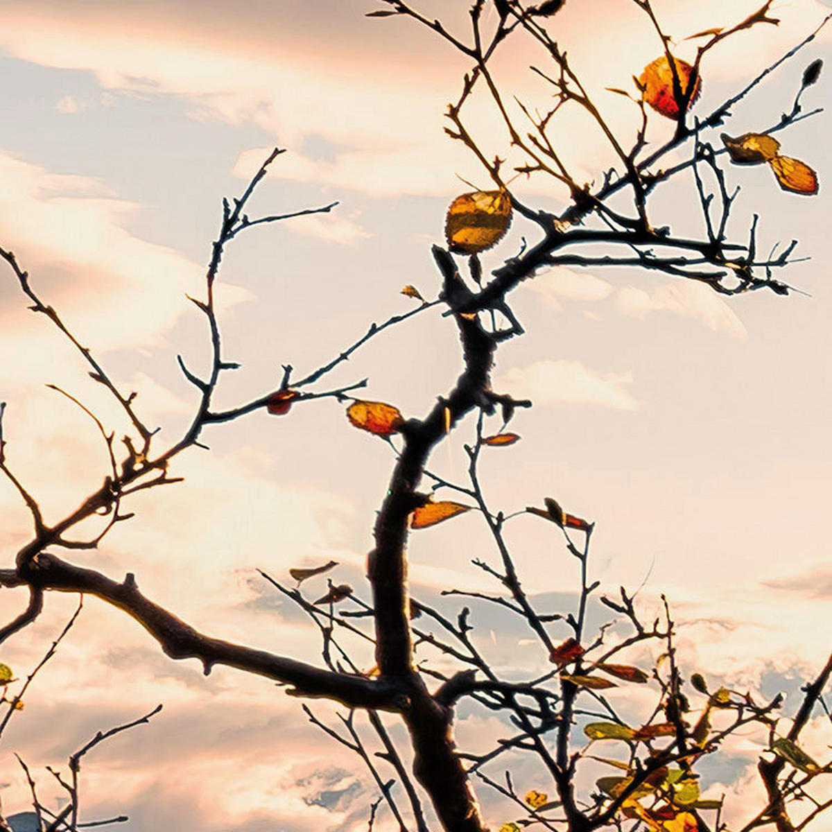 Komar Fototapete Norwegische Herbstwelten B/L: ca. 450x280 cm Norwegische Herbstwelten - (450,00/280,00cm) - Komar