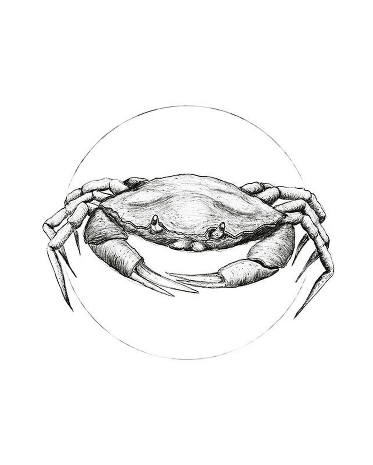 Komar Poster Crab White Tiere B/L: ca. 40x50 cm Crab White - (40,00/50,00cm) - Komar