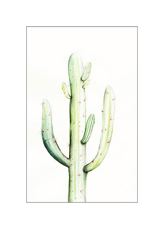 Komar Poster Saguaro Watercolor Pflanzen B/L: ca. 50x70 cm günstig online kaufen