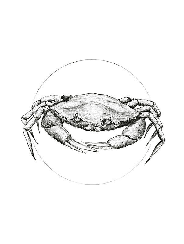 Komar Wandbild Crab White Tiere B/L: ca. 30x40 cm günstig online kaufen