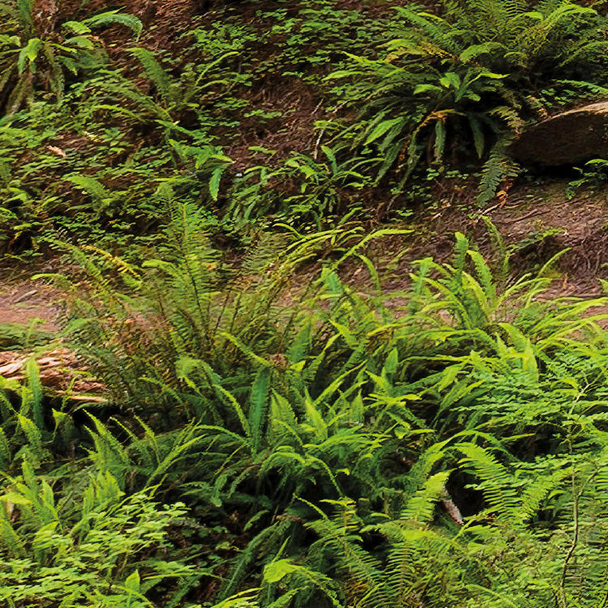 Komar Fototapete Redwood Trail B/L: ca. 450x280 cm Redwood Trail - (450,00/280,00cm) - Komar