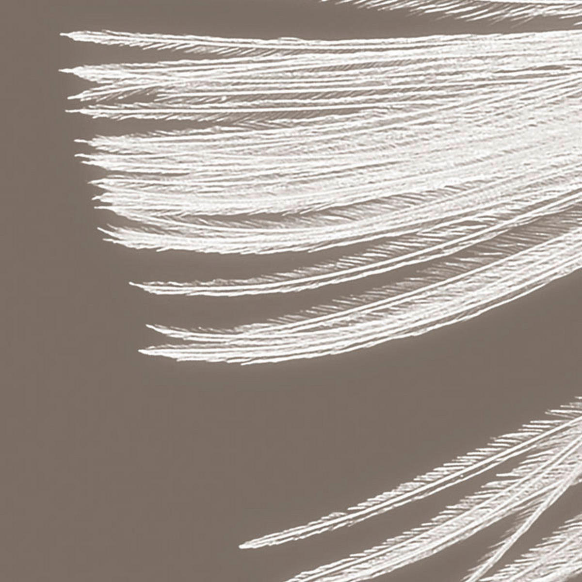 Komar Fototapete Federstern B/L: ca. 300x250 cm Federstern - (300,00/250,00cm) - Komar