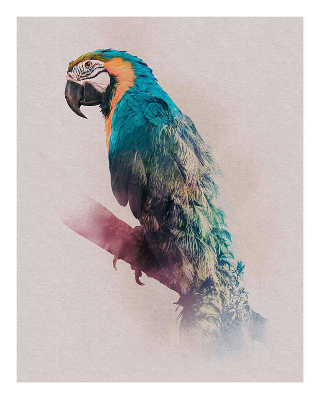 Komar Poster Animals Paradise Parrot Tiere B/L: ca. 40x50 cm günstig online kaufen