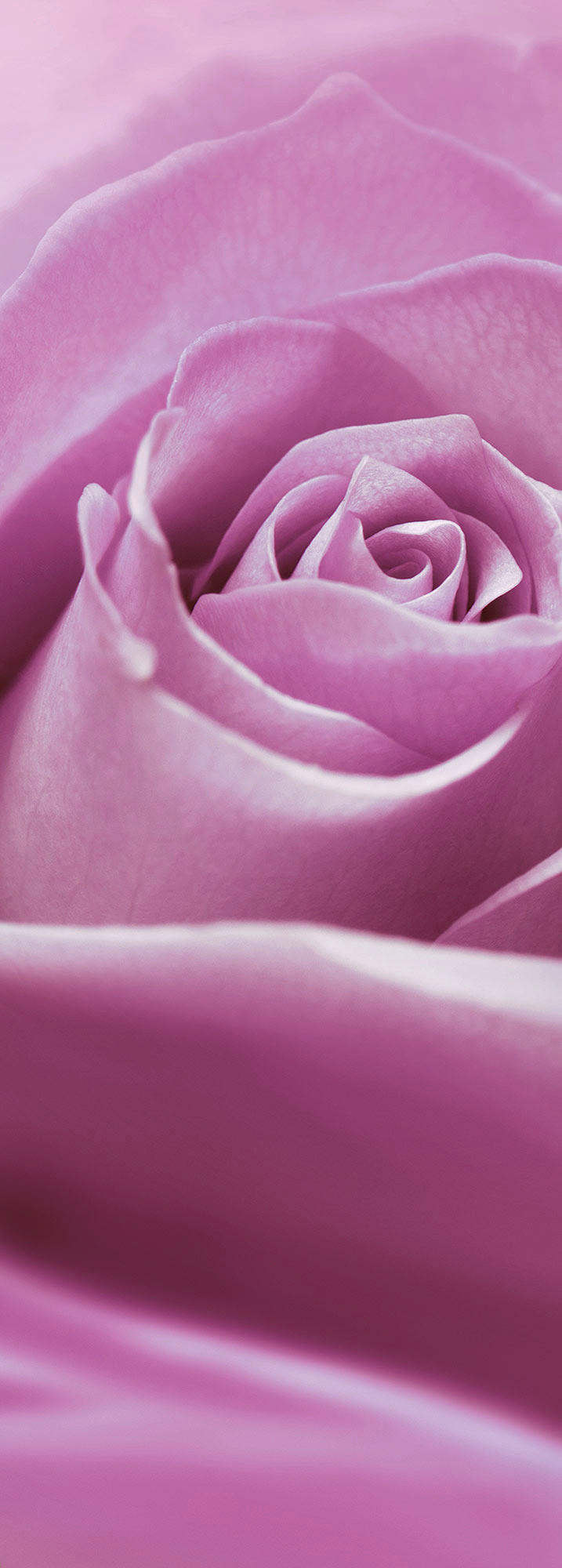 Komar Fototapete Pink Rose B/L: ca. 100x280 cm Pink Rose - (100,00/280,00cm) - Komar