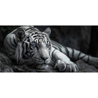 Keilrahmenbild Tiger B/H: ca. 70x33 cm Keilrahmen 33x70 cm - (70,00/33,00cm)