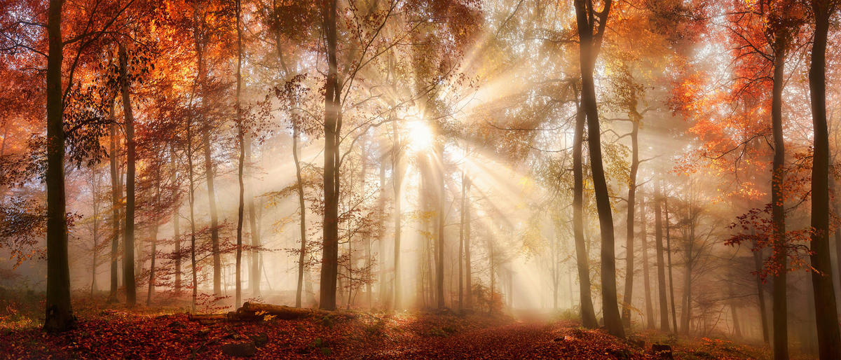 Keilrahmenbild Herbstwald B/L: ca. 140x60 cm Keilrahmenbild 60x140cm - (140,00/60,00cm)