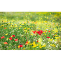 Komar Fototapete Wiesenzauber II B/L: ca. 450x280 cm Wiesenzauber II - (450,00/280,00cm) - Komar