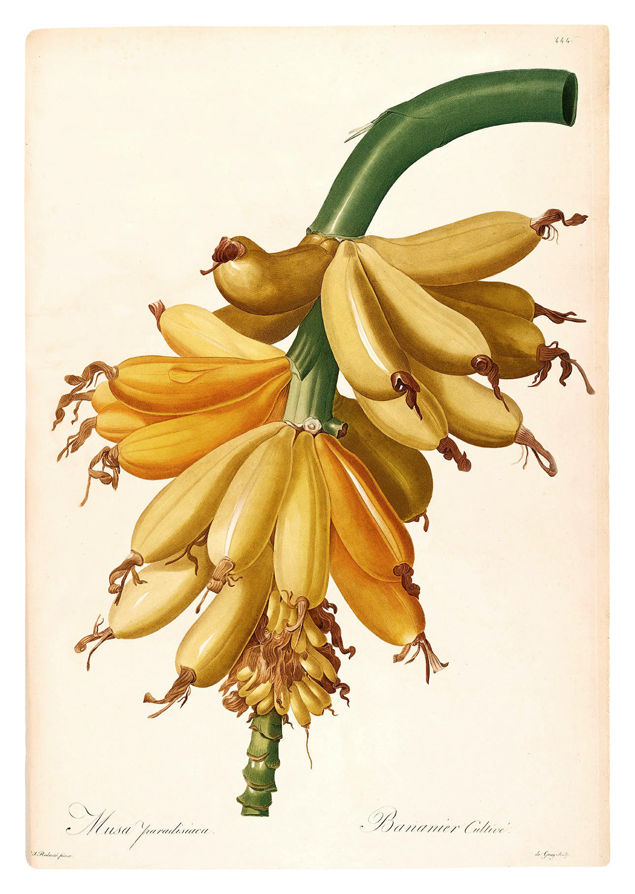 Komar Poster Plantains Pflanzen B/L: ca. 50x70 cm Plantains - (50,00/70,00cm) - Komar