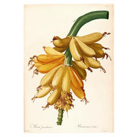 Komar Poster Plantains Pflanzen B/L: ca. 50x70 cm Plantains - (50,00/70,00cm) - Komar