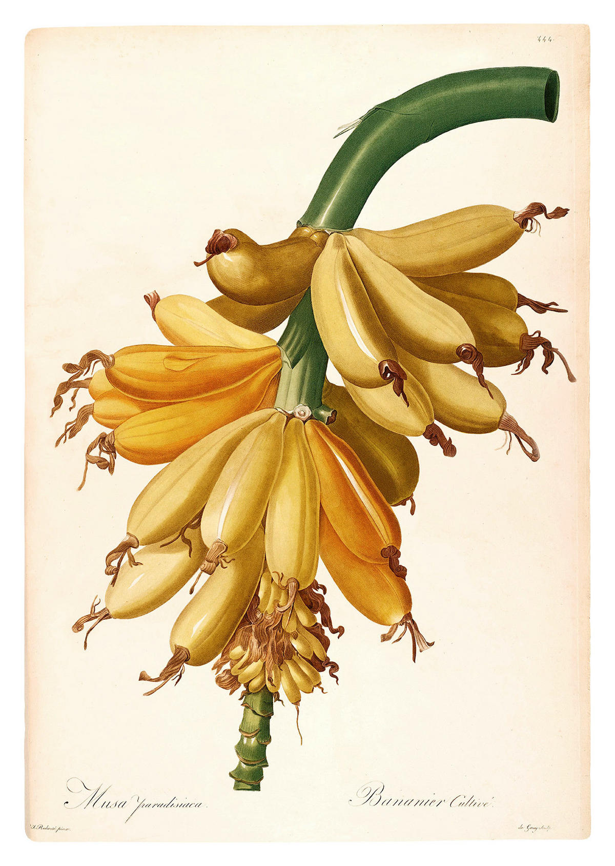 Komar Poster Plantains Pflanzen B/L: ca. 50x70 cm Plantains - (50,00/70,00cm) - Komar