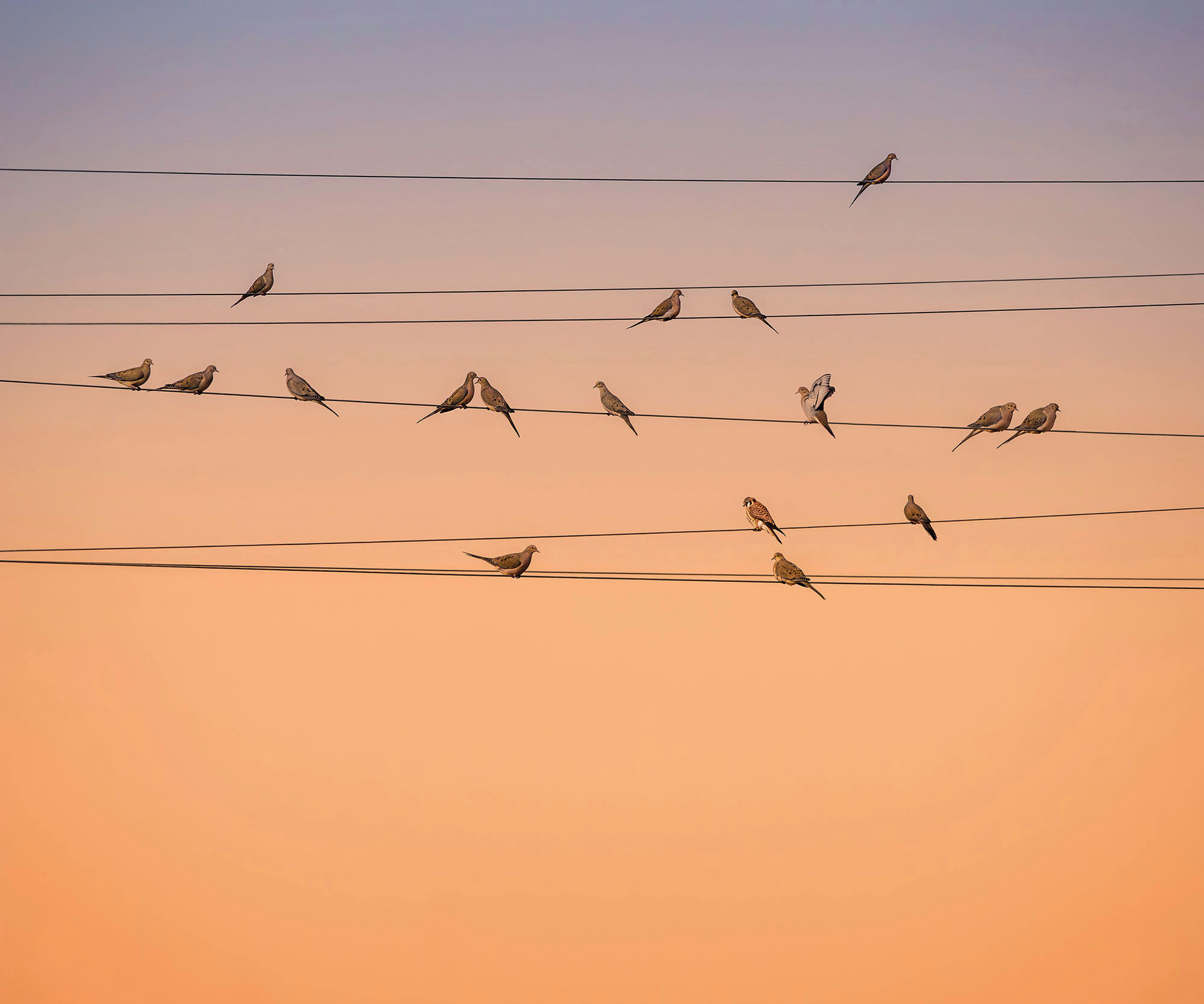 Komar Fototapete Zugvögel B/L: ca. 300x250 cm Zugvögel - (300,00/250,00cm) - Komar