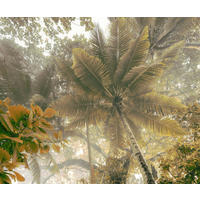Komar Fototapete Palms Panorama B/L: ca. 300x250 cm Palms Panorama - (300,00/250,00cm) - Komar