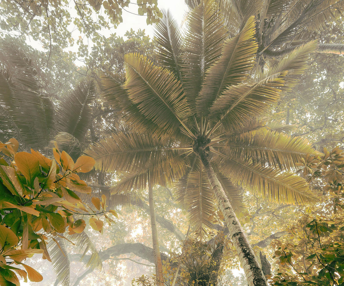 Komar Fototapete Palms Panorama B/L: ca. 300x250 cm Palms Panorama - (300,00/250,00cm) - Komar