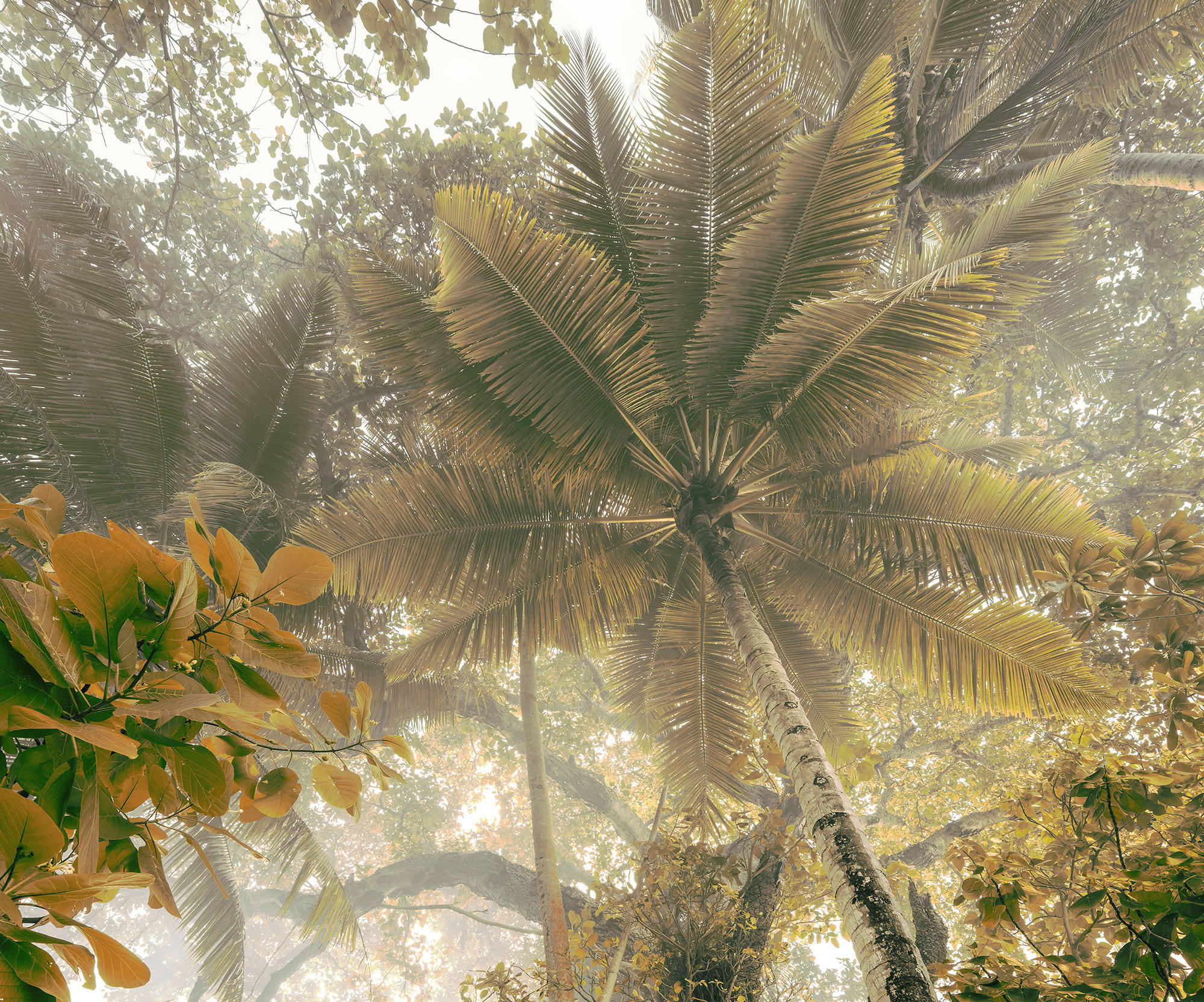 Komar Fototapete Palms Panorama B/L: ca. 300x250 cm