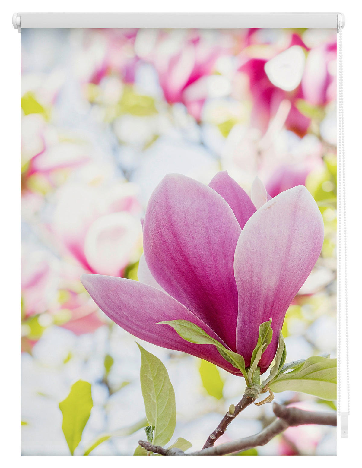 Verdunkelungsrollo Magnolie rosa B/L: ca. 60x150 cm Magnolie - rosa (60,00/150,00cm) - LICHTBLICK
