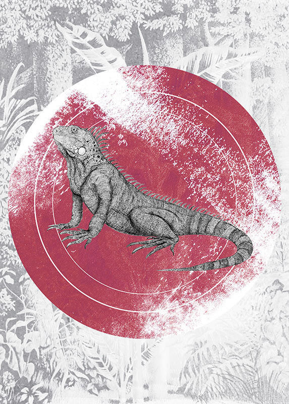 Komar Wandbild Iguana Circle Tiere B/L: ca. 50x70 cm günstig online kaufen