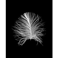 Komar Poster Feather Black Feder B/L: ca. 40x50 cm Feather Black - (40,00/50,00cm) - Komar