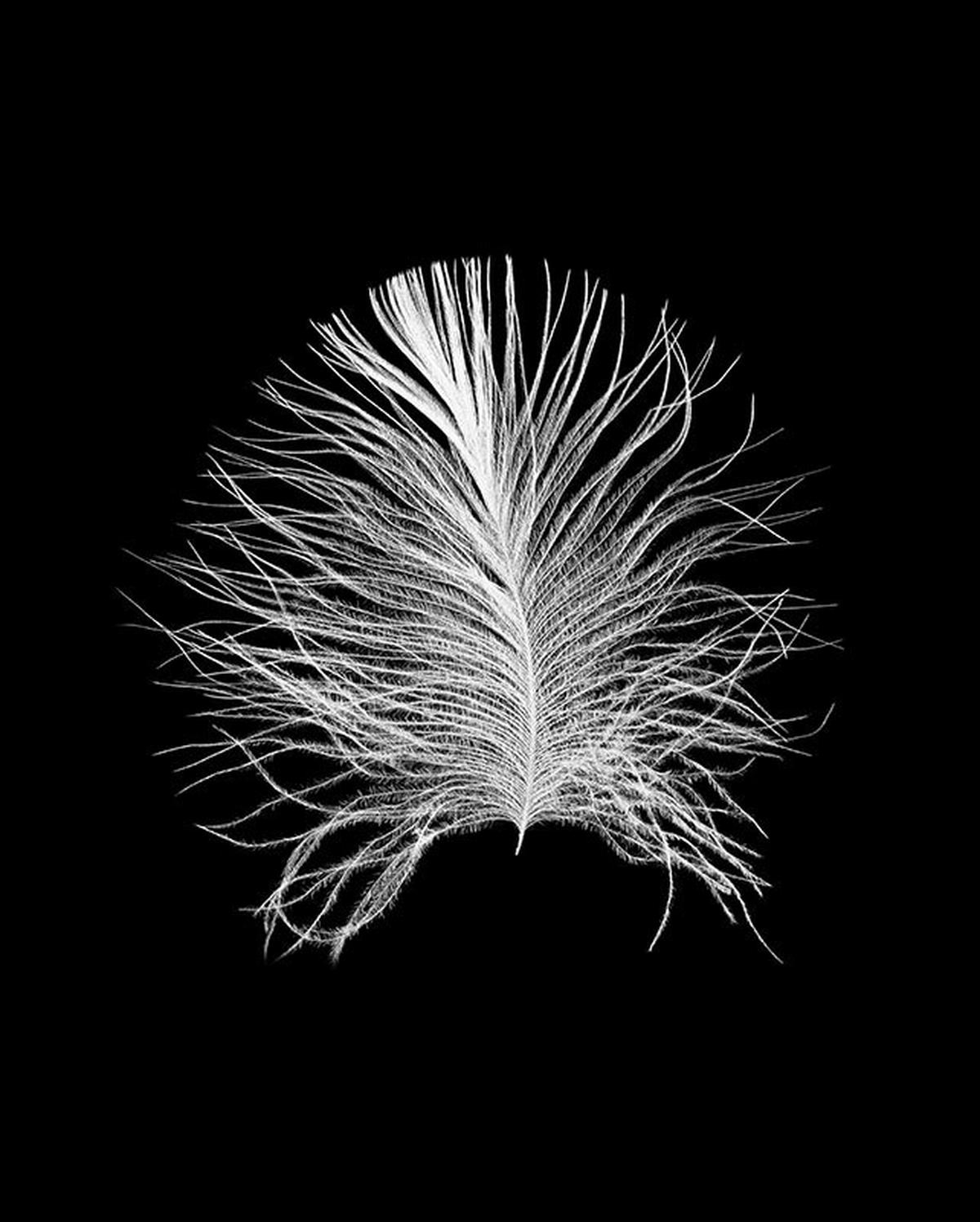 Komar Poster Feather Black Feder B/L: ca. 40x50 cm Feather Black - (40,00/50,00cm) - Komar
