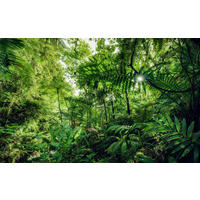 Komar Fototapete Into The Jungle B/L: ca. 400x250 cm Into The Jungle - (400,00/250,00cm) - Komar