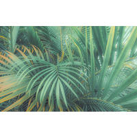 Komar Fototapete Foggy Fern B/L: ca. 400x250 cm Foggy Fern - (400,00/250,00cm) - Komar