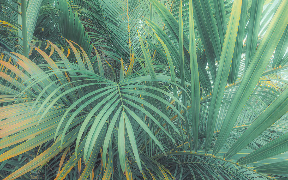 Komar Fototapete Foggy Fern B/L: ca. 400x250 cm Foggy Fern - (400,00/250,00cm) - Komar