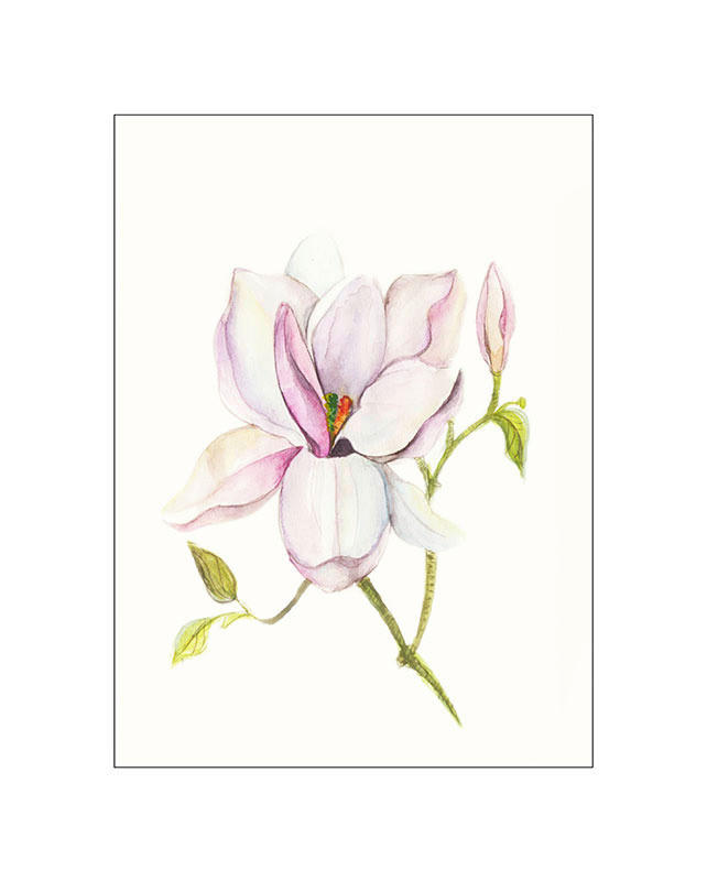 Komar Poster Magnolia Shine Magnolie B/L: ca. 40x50 cm