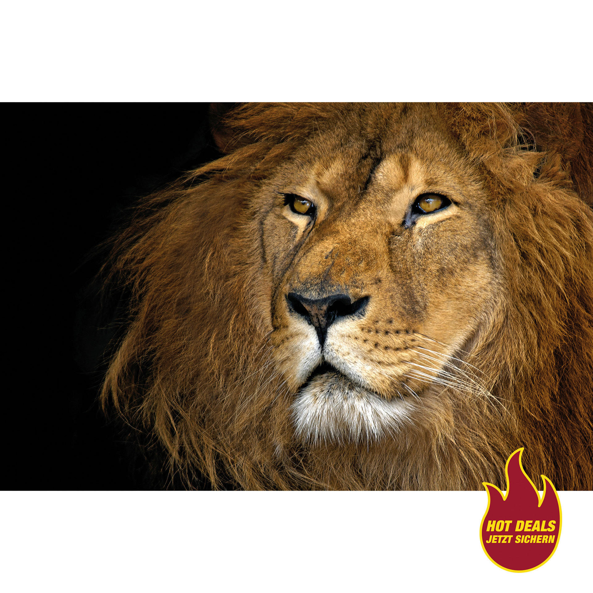 The Wall Keilrahmenbild Löwe B/L: ca. 76x116 cm Keilrahmenbild 116x76cm - (76,00/116,00cm) - The Wall
