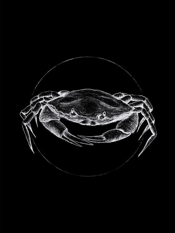 Komar Wandbild Crab Black Tiere B/L: ca. 30x40 cm günstig online kaufen