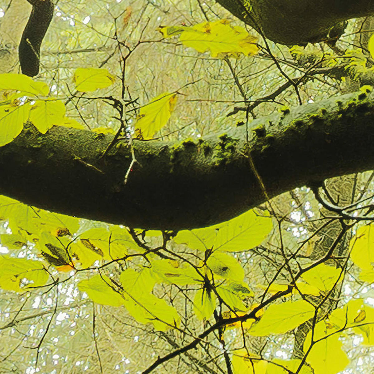 Komar Fototapete Der Traumbaum B/L: ca. 300x280 cm Der Traumbaum - (300,00/280,00cm) - Komar