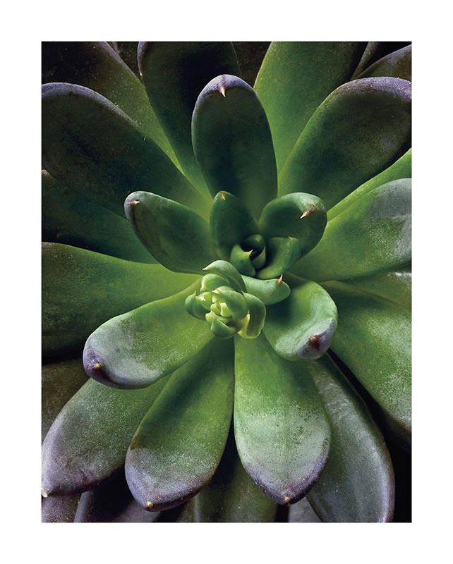 Komar Poster Succulent Single Pflanzen B/L: ca. 40x50 cm