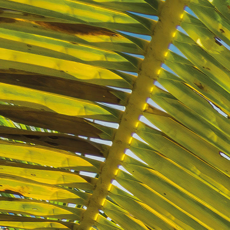 Komar Fototapete Coconut Heaven B/L: ca. 450x280 cm Coconut Heaven - (450,00/280,00cm) - Komar