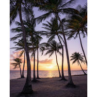Komar Fototapete Palmtrees on Beach B/L: ca. 200x250 cm Palmtrees on Beach - (200,00/250,00cm) - Komar