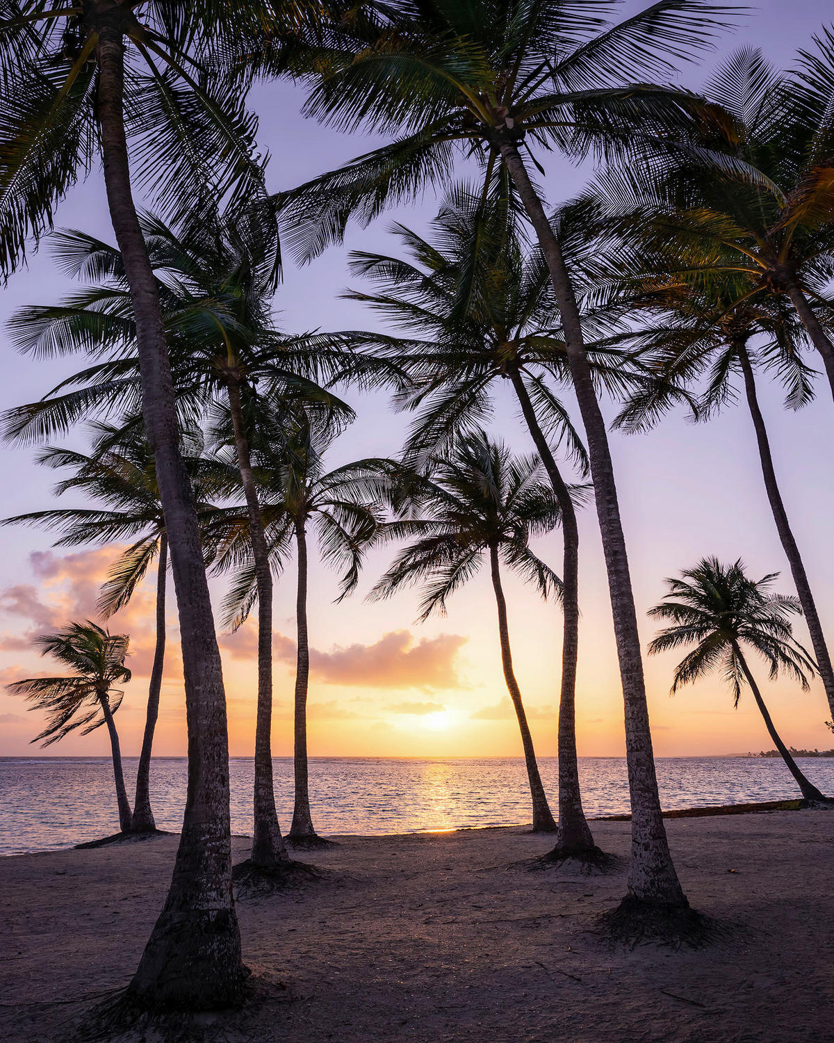 Komar Fototapete Palmtrees on Beach B/L: ca. 200x250 cm Palmtrees on Beach - (200,00/250,00cm) - Komar