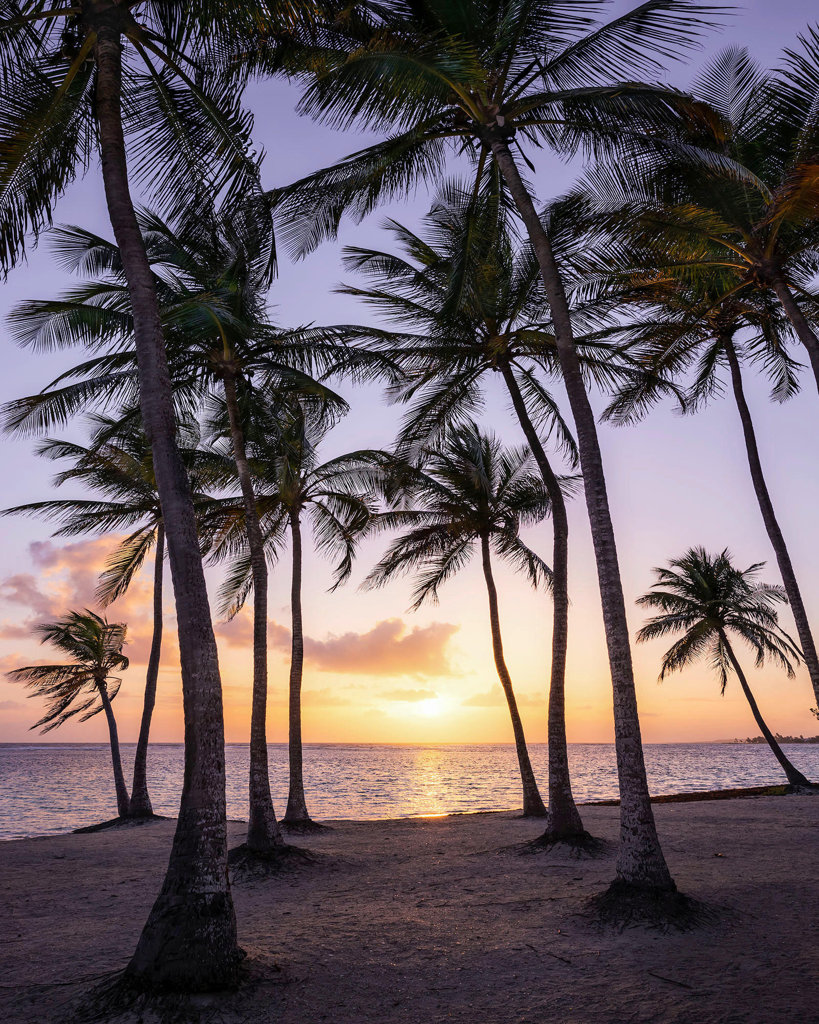 Komar Fototapete Palmtrees on Beach B/L: ca. 200x250 cm