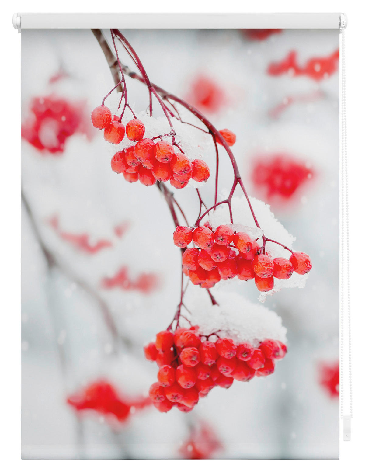 Rollo Vogelbeeren rot B/L: ca. 120x150 cm Vogelbeeren - weiß/rot (120,00/150,00cm) - LICHTBLICK