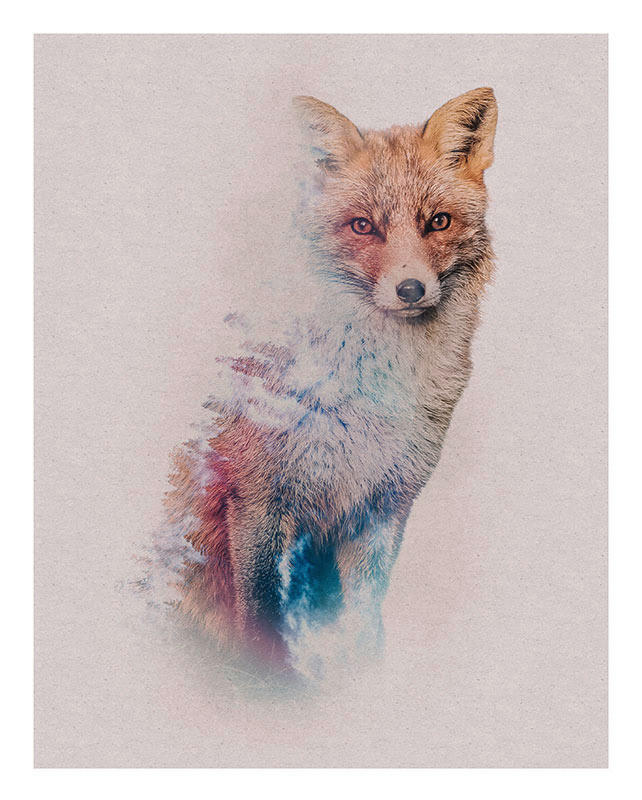 Komar Poster Animals Forest Fox Waldtiere B/L: ca. 40x50 cm günstig online kaufen