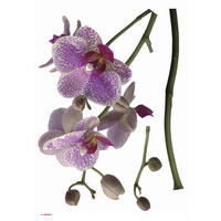 Komar Wandtattoo Orchidee Blumen Orchidee B/L: ca. 100x70 cm Orchidee - (100,00/70,00cm) - Komar