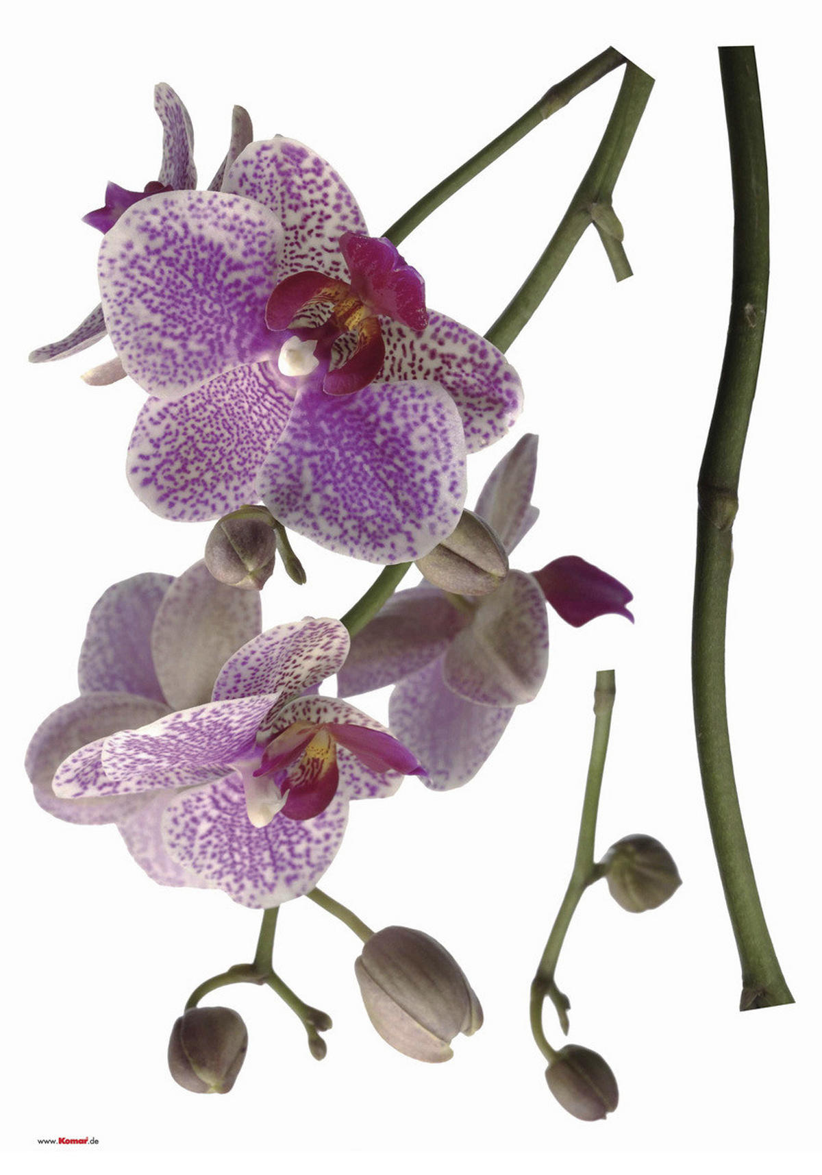 Komar Wandtattoo Orchidee Blumen Orchidee B/L: ca. 100x70 cm Orchidee - (100,00/70,00cm) - Komar