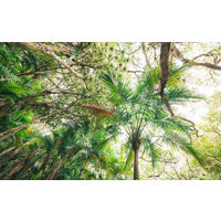 Komar Fototapete Touch the Jungle B/L: ca. 450x280 cm Touch the Jungle - (450,00/280,00cm) - Komar