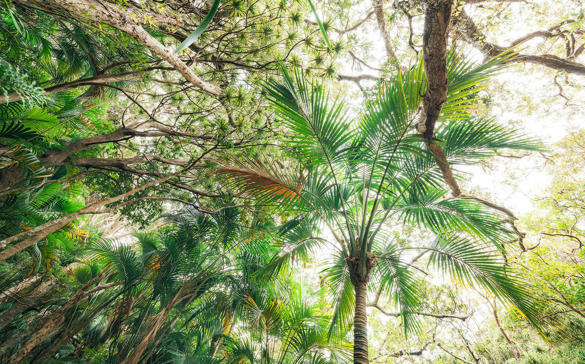 Komar Fototapete Touch the Jungle B/L: ca. 450x280 cm Touch the Jungle - (450,00/280,00cm) - Komar