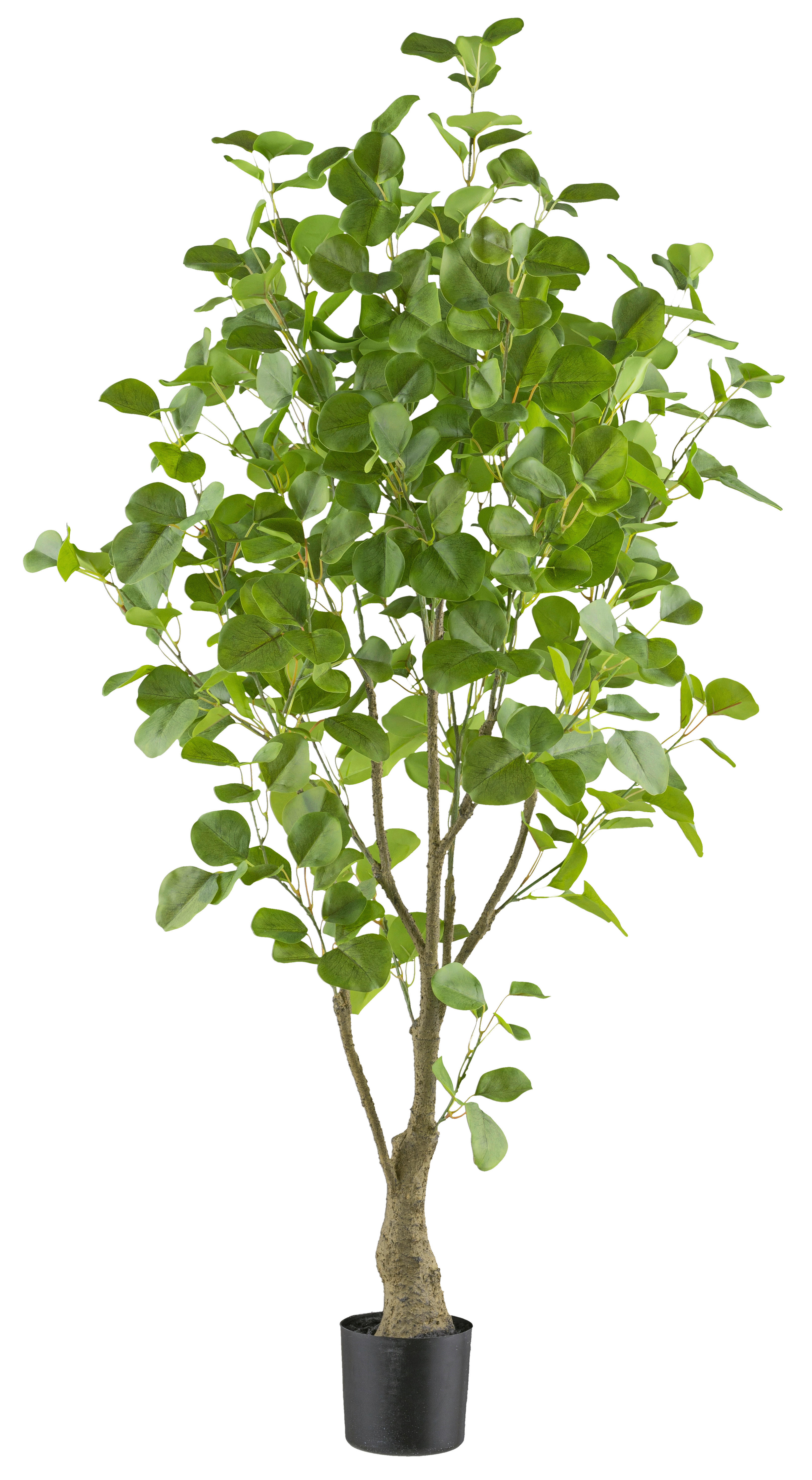 Kunstpflanze Eukalyptus grün Kunststoff B/H/L: ca. 20x120x20 cm Eukalyptus - grün (20,00/20,00/120,00cm)