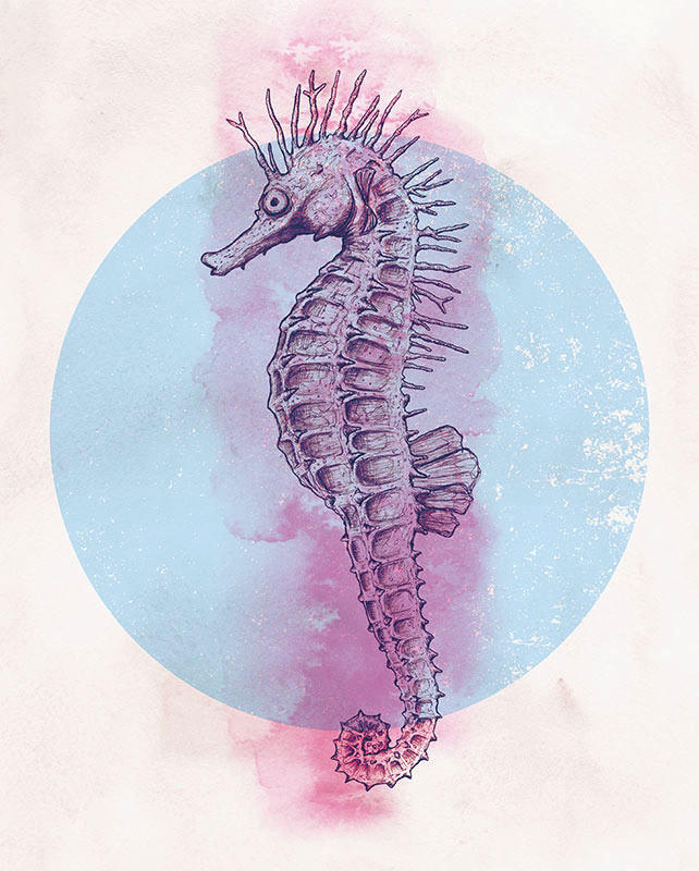 Komar Poster Sea Horse Circle Tiere B/L: ca. 40x50 cm günstig online kaufen