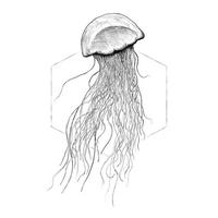 Komar Poster Jellyfish White Tiere B/L: ca. 50x70 cm Jellyfish White - (50,00/70,00cm) - Komar