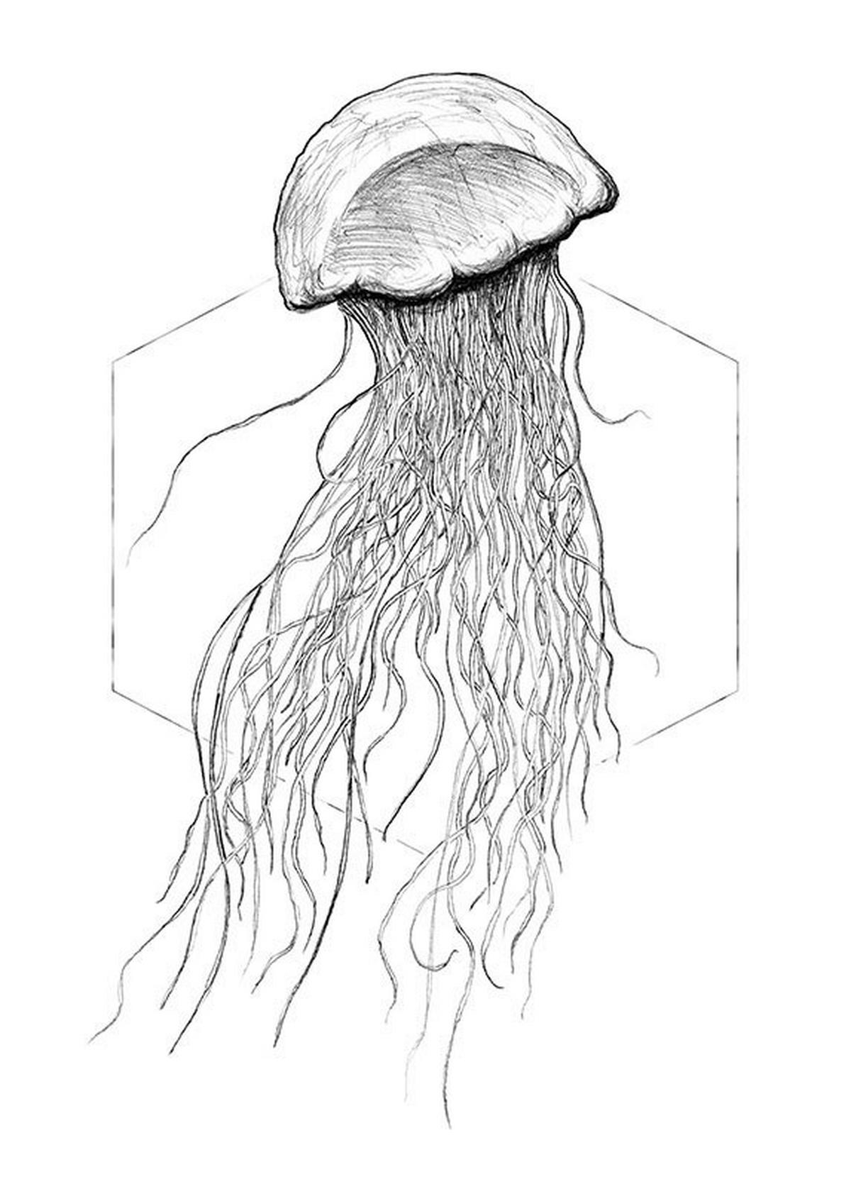 Komar Poster Jellyfish White Tiere B/L: ca. 50x70 cm Jellyfish White - (50,00/70,00cm) - Komar