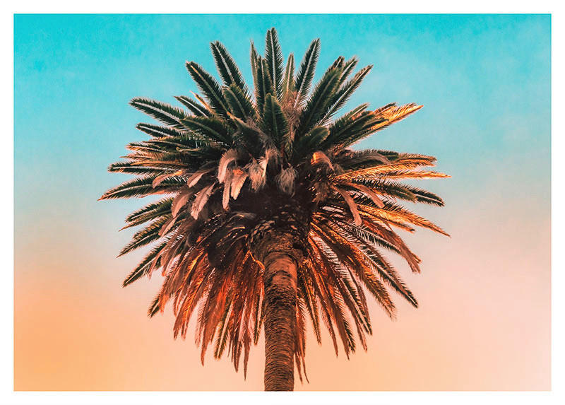 Komar Poster Palm Tree Palmen B/L: ca. 40x30 cm günstig online kaufen