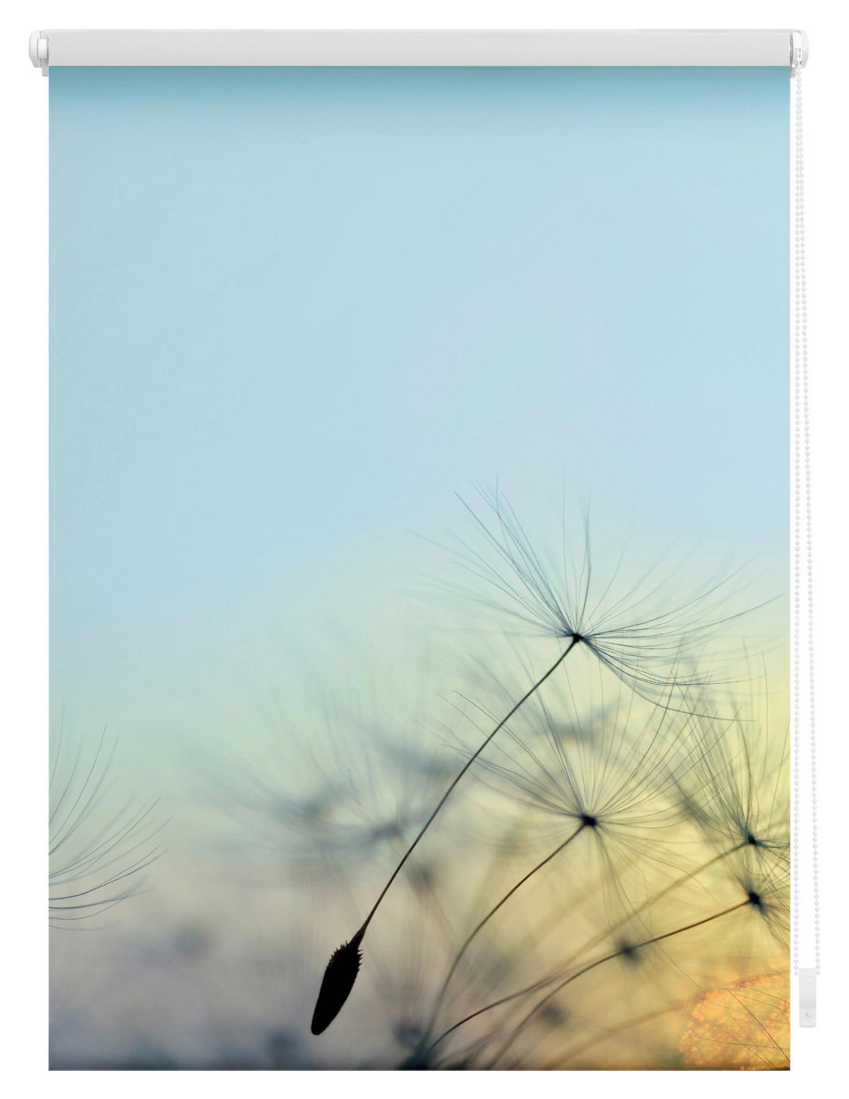 Verdunkelungsrollo Pusteblume blau B/L: ca. 60x150 cm Pusteblume - blau (60,00/150,00cm) - LICHTBLICK