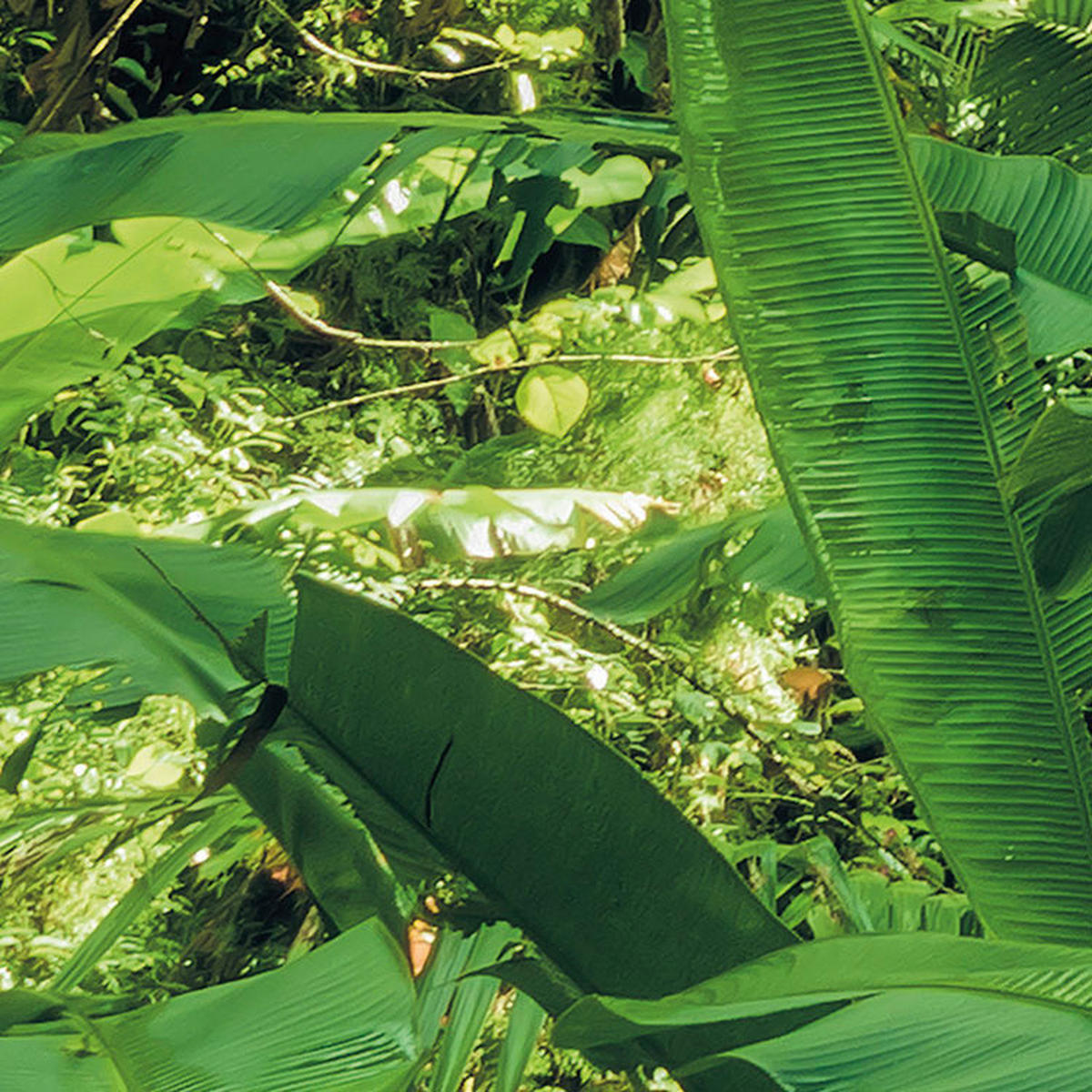 Komar Fototapete Into The Jungle B/L: ca. 400x250 cm Into The Jungle - (400,00/250,00cm) - Komar