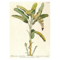 Komar Poster Rainforest Sapling Pflanzen B/L: ca. 30x40 cm Rainforest Sapling - (30,00/40,00cm) - Komar