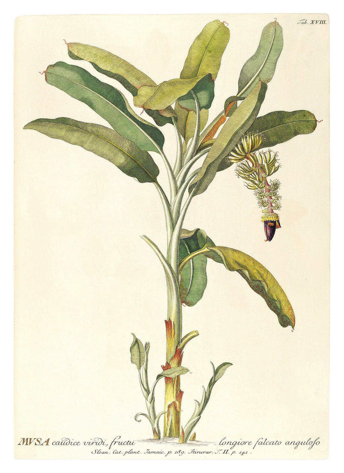 Komar Poster Rainforest Sapling Pflanzen B/L: ca. 30x40 cm Rainforest Sapling - (30,00/40,00cm) - Komar